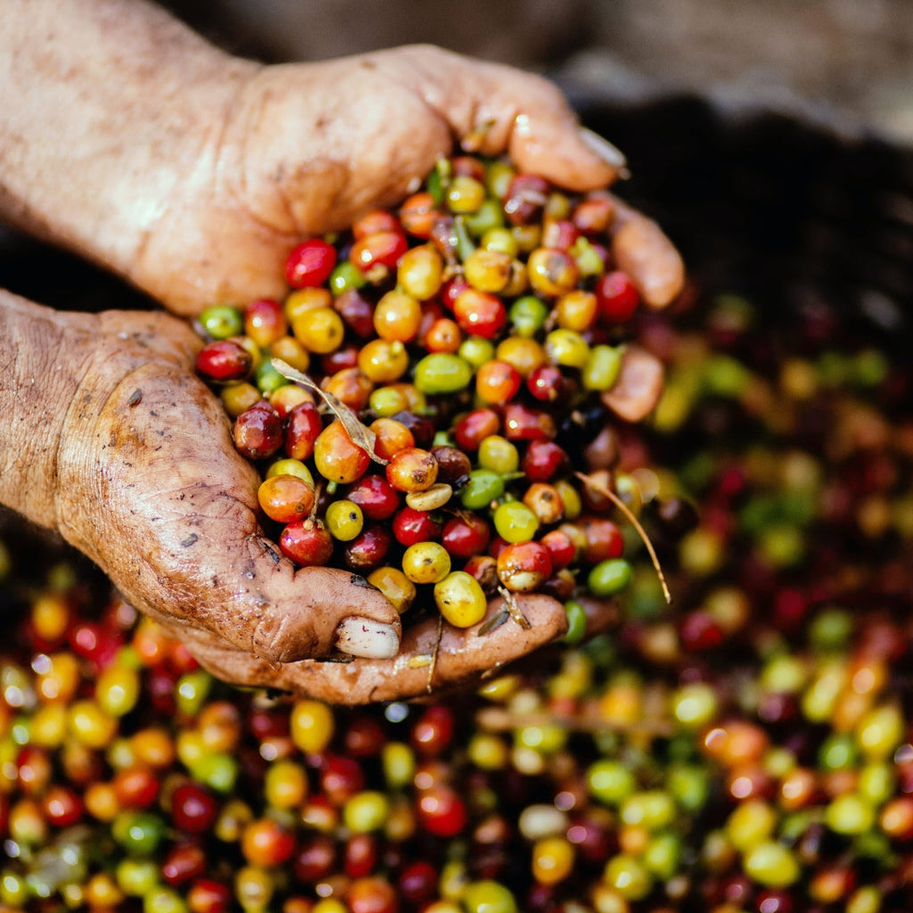 How Organic Coffee is Decaffeinated