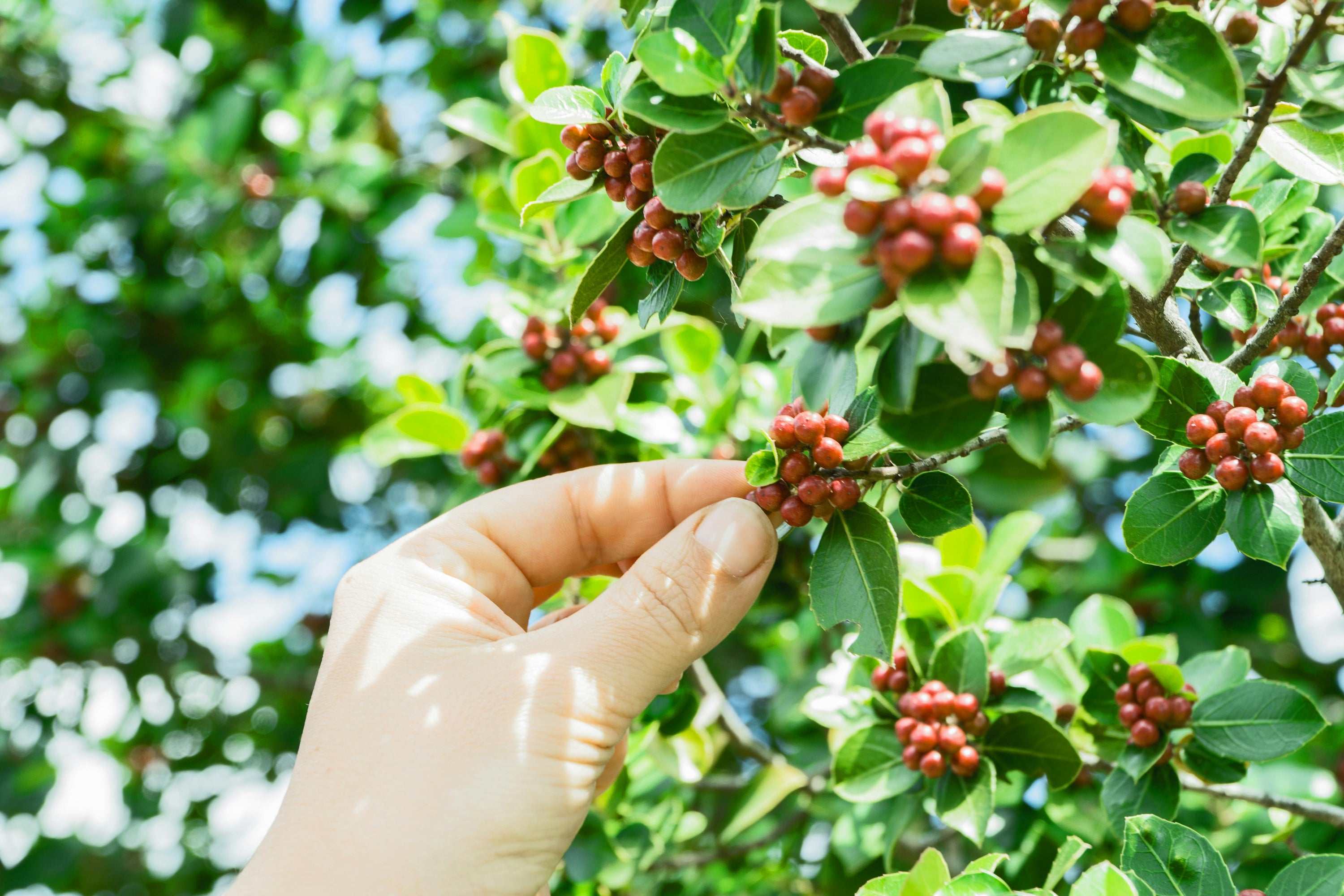 Are Organic Coffee Beans Better for Your Health?